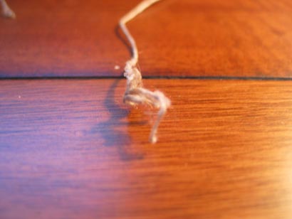 Severed String