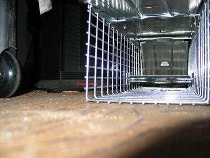 Havahart Trap Attic